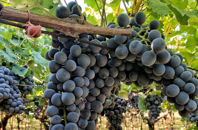 slider image 1621243260e1af0c20-0