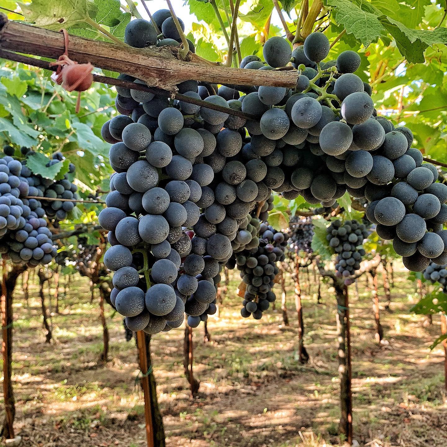 collection-banner-image